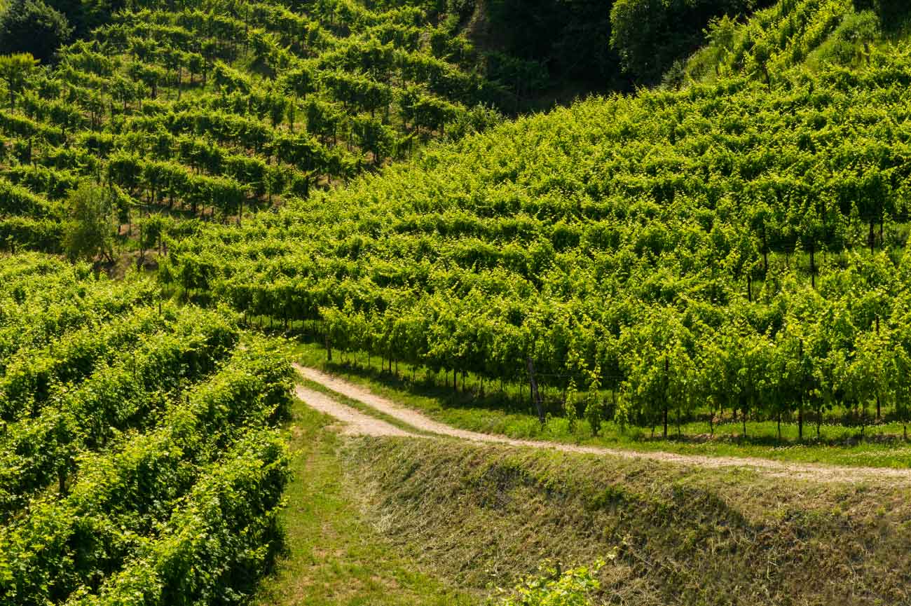 Cantina Santa Margherita